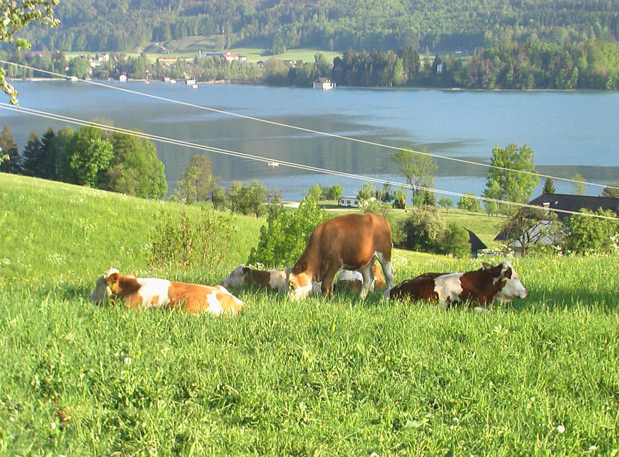 Bed & Breakfast Hauslhof Sankt Wolfgang im Salzkammergut